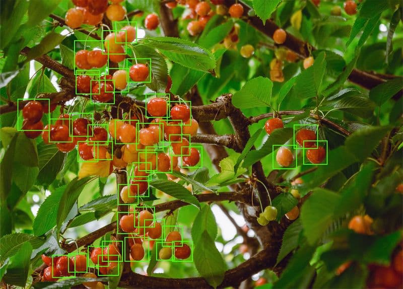 Software Cultivo de Cerezas